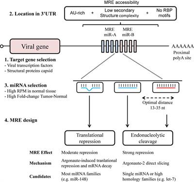 Implications of MicroRNAs in Oncolytic Virotherapy